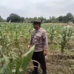 Polsek Tambakboyo Polres Tuban Turun Cek Tanaman jagung Warga di Desa Ngulahan