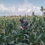 Anggota Bhabinkamtibmas Polsek Jenu Polres Tuban Turun ke Ladang, sambang lahan pertanian.