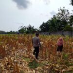 Polri Dukung Astacita, Polsek Semanding Polres Tuban Turun Cek Tanaman jagung milik Warga di Desa Ngino