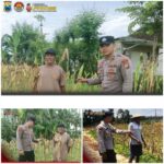 Polsek Soko polres Tuban Polda Jawa Timur Bergerak! Dukung Penuh Swasembada Pangan Presiden Prabowo Melalui Pendampingan Petani