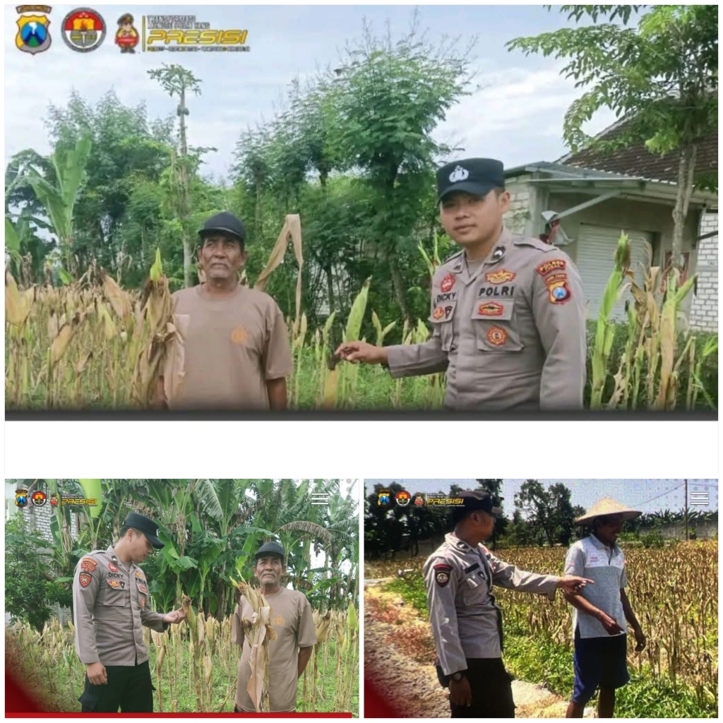 Polsek Soko polres Tuban Polda Jawa Timur Bergerak! Dukung Penuh Swasembada Pangan Presiden Prabowo Melalui Pendampingan Petani