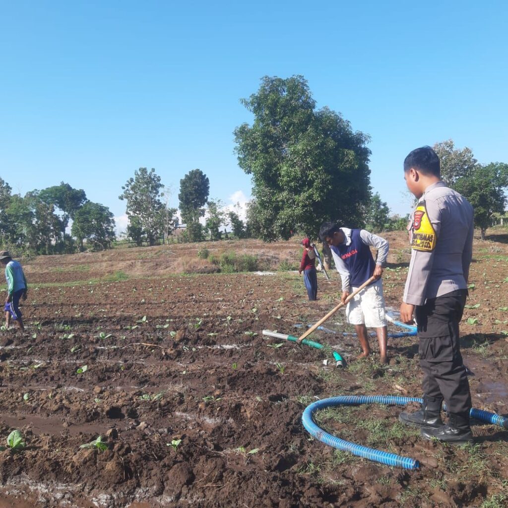 DORONG PETANI KEMBANGKAN TANAMAN TUMPANG SARI UNTUK MENINGKATKAN KETAHANAN PANGAN DAN PENDAPATAN KELUARGA