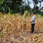 Polri Dukung Astacita, Polsek Semanding Polres Tuban Turun Cek Tanaman jagung milik Warga di Desa Ngino