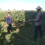 Anggota Bhabinkamtibmas Polsek Jenu Polres Tuban Turun ke Ladang, sambang lahan pertanian.