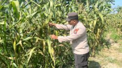 POLSEK BANGILAN DUKUNG KETAHANAN PANGAN MELALUI MONITORING TANAMAN JAGUNG WARGA