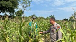 Bripka Nasri Anggota Polsek Bancar Polres Tuban Melaksanakan Monitoring Tanaman Jagung di Desa Tlogoagung