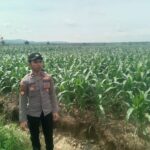 Polsek Singgahan Polres Tuban Turun Cek Tanaman jagung Warga di Desa Lajo Lor