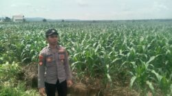 Polsek Singgahan Polres Tuban Turun Cek Tanaman jagung Warga di Desa Lajo Lor