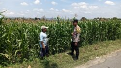 Bhabinkamtibmas Desa Jatisari Polsek Senori Gencar Monitoring Tanaman Jagung Warga Desa Binaan