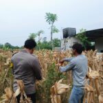 Bripda Dodi Eko, turun langsung ke sawah untuk melaksanakan panen jagung bersama warga di Desa Sumberan, Kecamatan Bancar, Kabupaten Tuban.