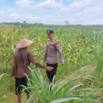 Bhabinkamtibmas Desa Leran Polsek Senori Polres Tuban Dampingi Warga, Pantau Tanaman Jagung Dukung Ketahanan Pangan Nasional ‎