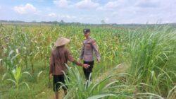 Bhabinkamtibmas Desa Leran Polsek Senori Polres Tuban Dampingi Warga, Pantau Tanaman Jagung Dukung Ketahanan Pangan Nasional ‎