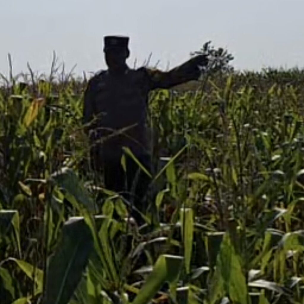 Bhabinkamtibmas Polsek Widang Monitoring Pertumbuhan Tanaman Jagung