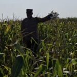 Bhabinkamtibmas Polsek Widang Monitoring Pertumbuhan Tanaman Jagung