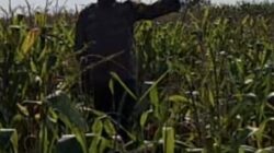 Bhabinkamtibmas Polsek Widang Monitoring Pertumbuhan Tanaman Jagung