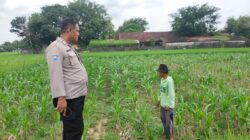 Polsek Plumpang Polres Tuban Turun Langsung Cek Tanaman Jagung Warga