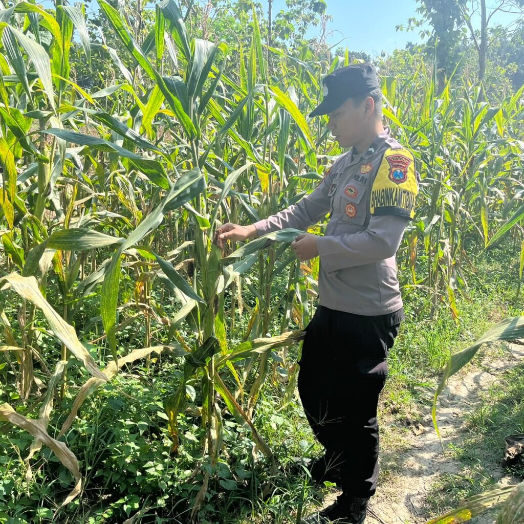 Polsek Bangilan Aktif Dukung Program Ketahanan Pangan Melalui Monitoring Tanaman Jagung di Wilayah Bangilan