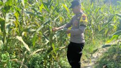 Polsek Bangilan Aktif Dukung Program Ketahanan Pangan Melalui Monitoring Tanaman Jagung di Wilayah Bangilan