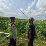 Polri Dukung Astacita, Polsek Rengel Polres Tuban Turun Cek Tanaman Padi Warga di Desa Pekuwon