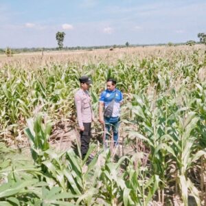 Polsek Tambakboyo Polres Tuban Turun Cek Tanaman jagung Warga di Desa Plajan