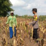 Monitoring Tanaman Jagung Warga di Desa Binaan, Bhabinkamtibmas Desa Wanglukulon Polsek Senori Polres Tuban Dukung Ketahanan Pangan