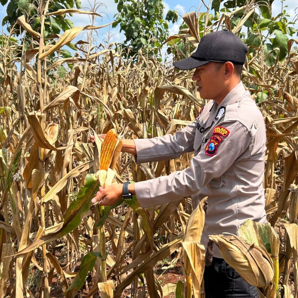 Polsek Montong Polres Tuban Turun Cek Tanaman jagung Warga di Desa Talangkembar