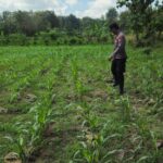 POLSEK BANGILAN AKTIF MONITORING KETAHANAN PANGAN TANAMAN JAGUNG