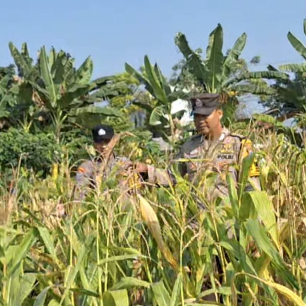 Dukung dan Sukseskan Astacita, Polsek Widang Patroli Kawasan Lahan Pertanian Jagung