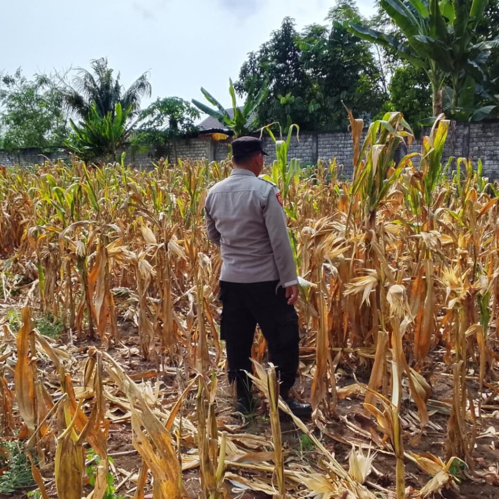 Polri Dukung Astacita, Polsek Semanding Polres Tuban Turun Cek Tanaman jagung milik Warga di Desa Ngino