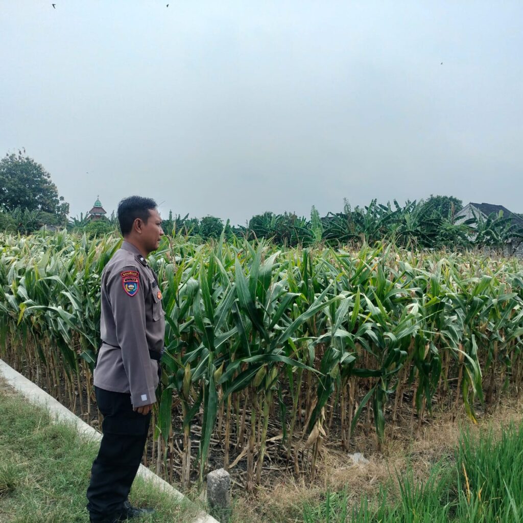 Polri Dukung Astacita, Polsek Palang Polres Tuban jagung milik Warga di Desa Glodog