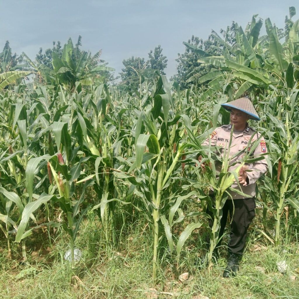 Polri Dukung Astacita, Polsek Jenu Polres Tuban jagung milik Warga di Desa Socorejo