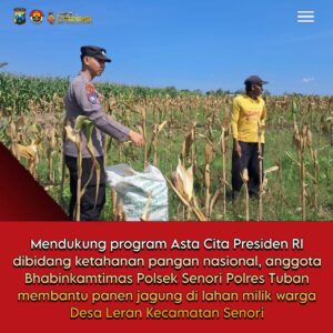 Bhabinkamtibmas Polsek Senori Dukung Ketahanan Pangan Nasional Membantu Panen Jagung Warga Desa Leran