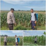 Polsek Soko polres Tuban Polda Jawa Timur Bergerak! Dukung Penuh Swasembada Pangan Presiden Prabowo Melalui Pendampingan Petani