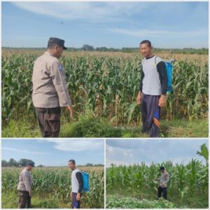 Polsek Soko polres Tuban Polda Jawa Timur Bergerak! Dukung Penuh Swasembada Pangan Presiden Prabowo Melalui Pendampingan Petani
