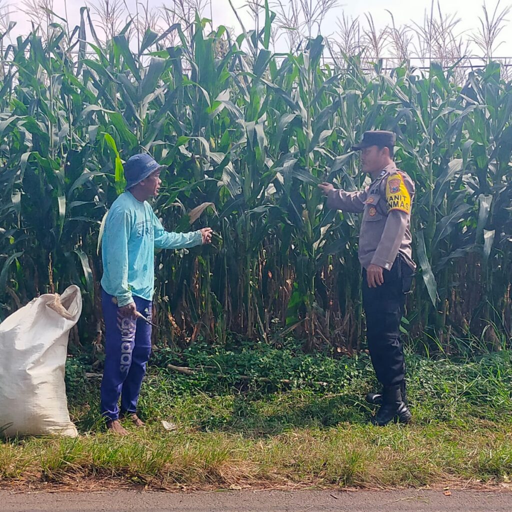 Sambang Petani Jagung, Kanit Binmas Dukung Ketahanan Pangan Nasional