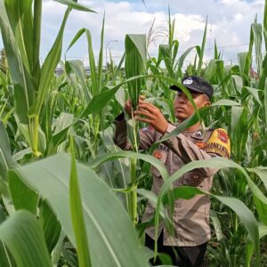 Cek Kualitas Buah Jagung Siap Panen, Polsek Widang Polres Tuban Dukung Astacita