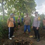 Polsek Tambakboyo Polres Tuban Turun Cek Tanaman jagung Warga di Desa Mander