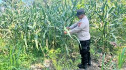 Polri Dukung Astacita, Polsek Rengel Polres Tuban Turun Cek Tanaman Jagung Warga di Desa Maibit