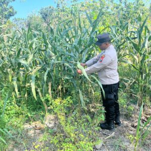 Polri Dukung Astacita, Polsek Rengel Polres Tuban Turun Cek Tanaman Jagung Warga di Desa Maibit