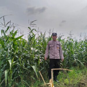 Polsek Plumpang Polres Tuban Turun Langsung Cek Tanaman Jagung Warga