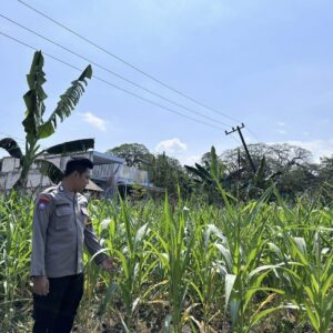 Dalam rangka Dukung Program Astacita, Bhabinkamtibmas Desa Sembung Polsek Parengan Polres Tuban sambang lokasi Tanaman Jagung di Desa Sembung Kec. Parengan Kab. Tuban