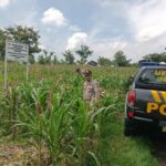 Polri Dukung Astacita, Polsek Semanding Polres Tuban Turun Cek Tanaman jagung milik Warga di Desa Semanding