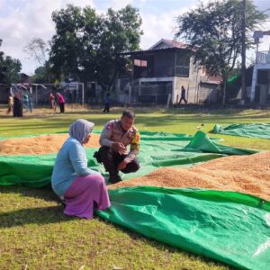 Bhabinkamtibmas Desa Sawe Pantau Penjemuran Jagung Warga, Dorong Penyaluran Hasil Panen ke Bulog