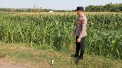 Polsek Montong Polres Tuban Turun Cek Tanaman jagung Warga di Desa Pakel