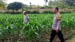 Polsek Grabagan polres Tuban Polda Jawa Timur Dukung Penuh Swasembada Pangan Presiden Prabowo Melalui Pendampingan Petani