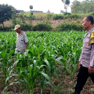 Polsek Grabagan polres Tuban Polda Jawa Timur Dukung Penuh Swasembada Pangan Presiden Prabowo Melalui Pendampingan Petani