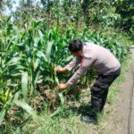 Polri Dukung Astacita, Polsek Palang Polres Tuban jagung milik Warga di Desa Pucangan