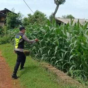 Polri Dukung Astacita, Polsek Semanding Polres Tuban Turun Cek Tanaman jagung milik Warga di Desa Kowang