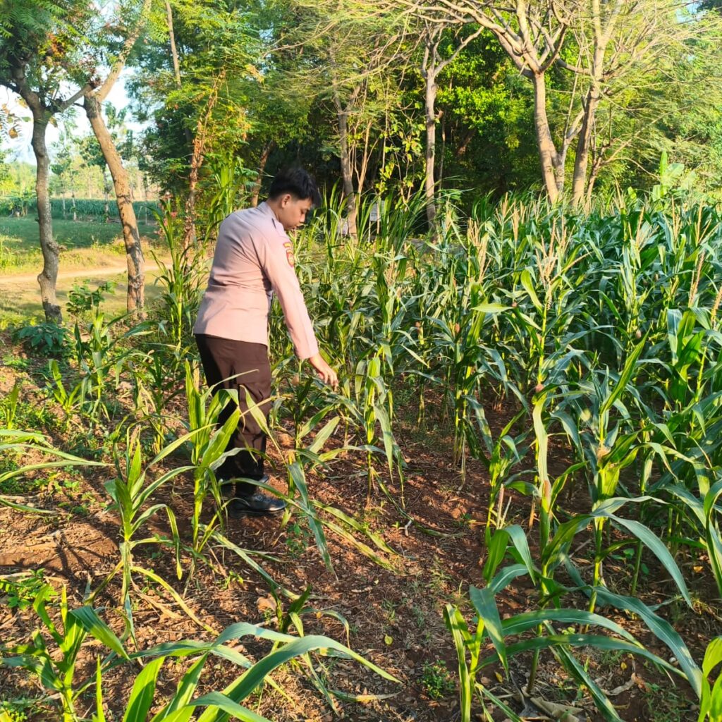 Polri Dukung Astacita, Polsek Merakurak Polres Tuban Turun Cek Tanaman Jagung Warga di Desa Tobo