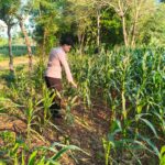 Polri Dukung Astacita, Polsek Merakurak Polres Tuban Turun Cek Tanaman Jagung Warga di Desa Tobo